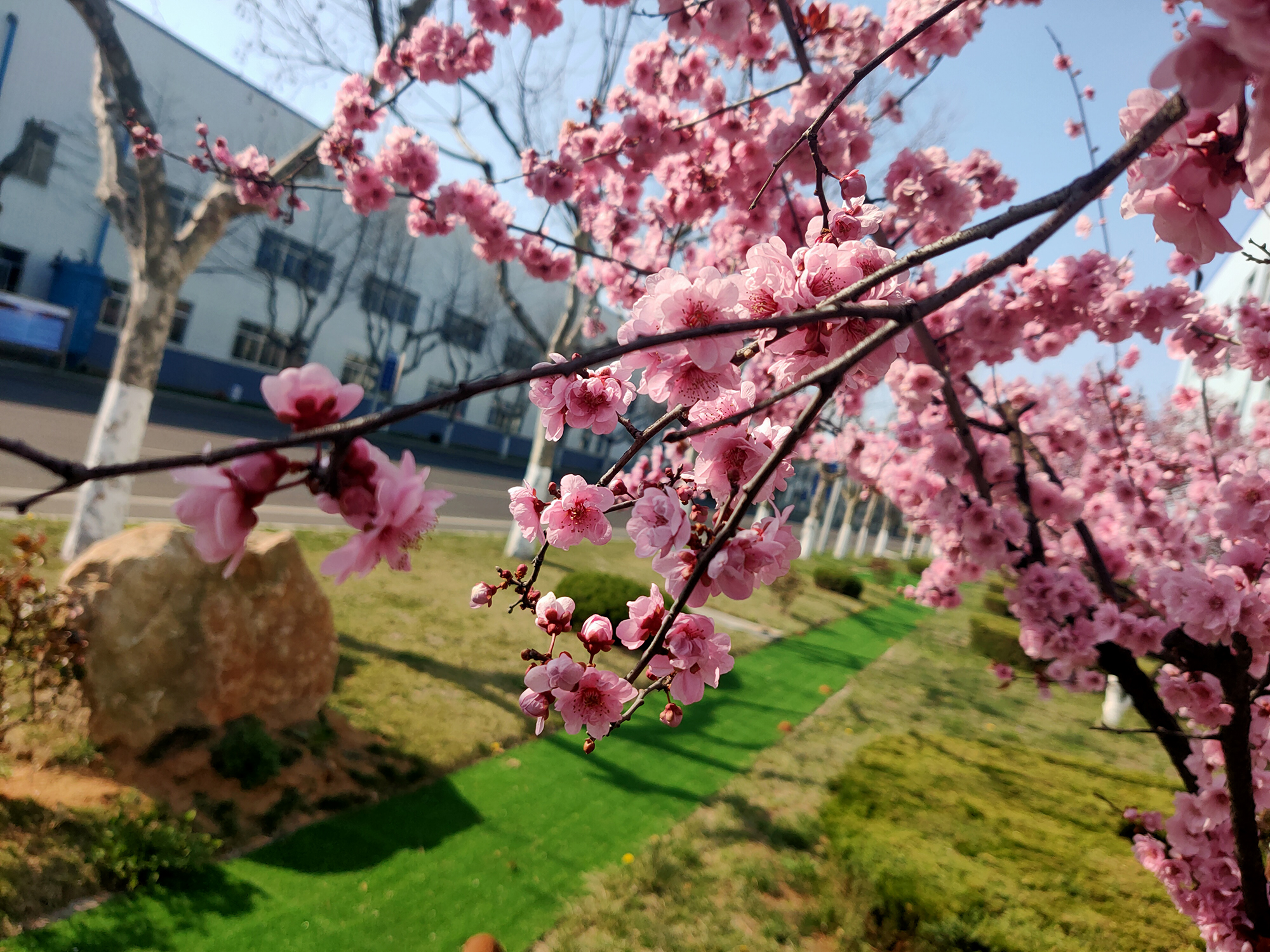 公司办公室  牛新媛  公司路边的樱花，透过樱花能够看到部分厂区和南北大路。樱花艳丽的云霞点缀了我们的春天，也点缀了天润工业厂区的壮美画卷。.jpg